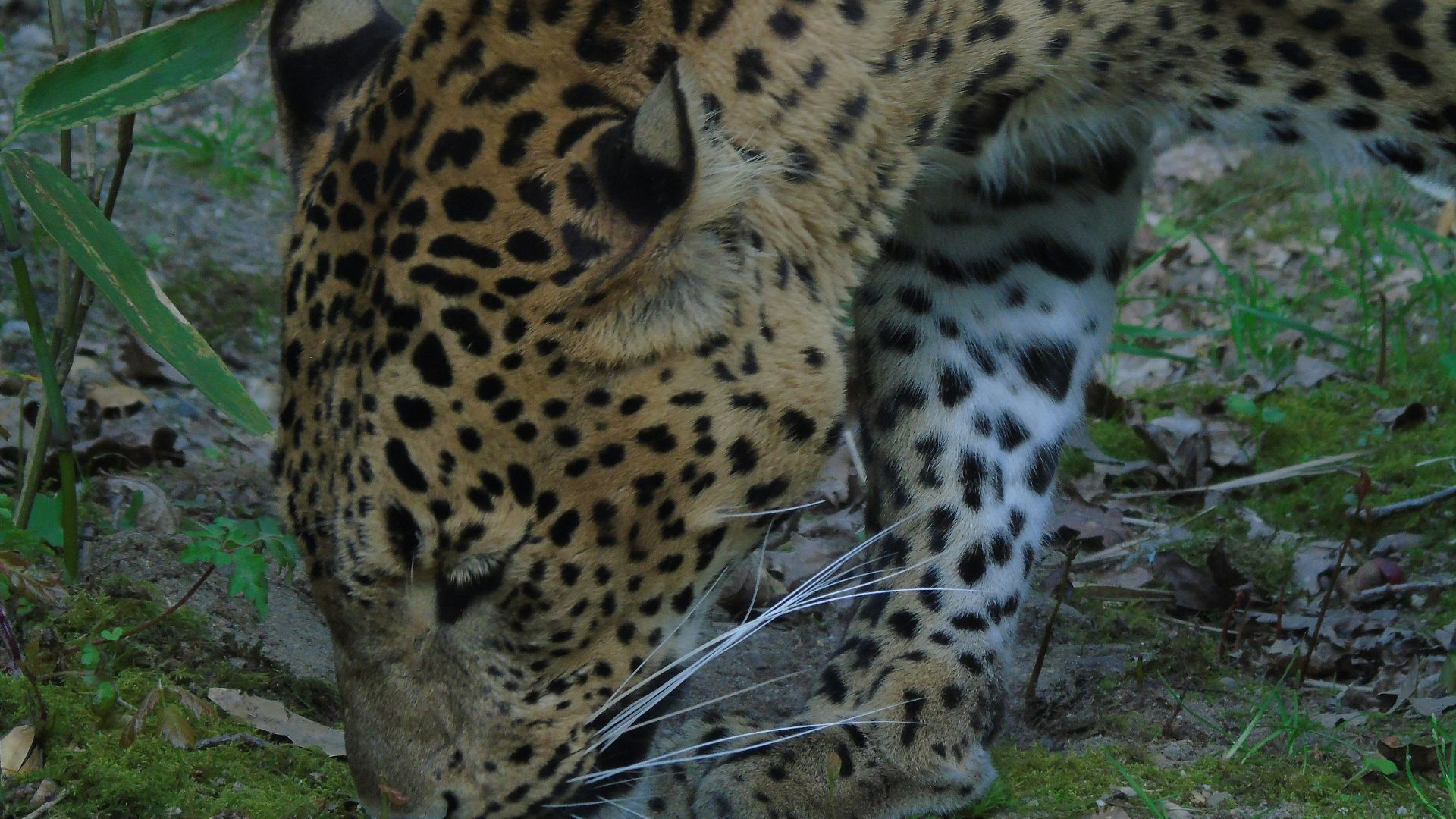 17. Les jaguars dans la Mésoamérique antique
