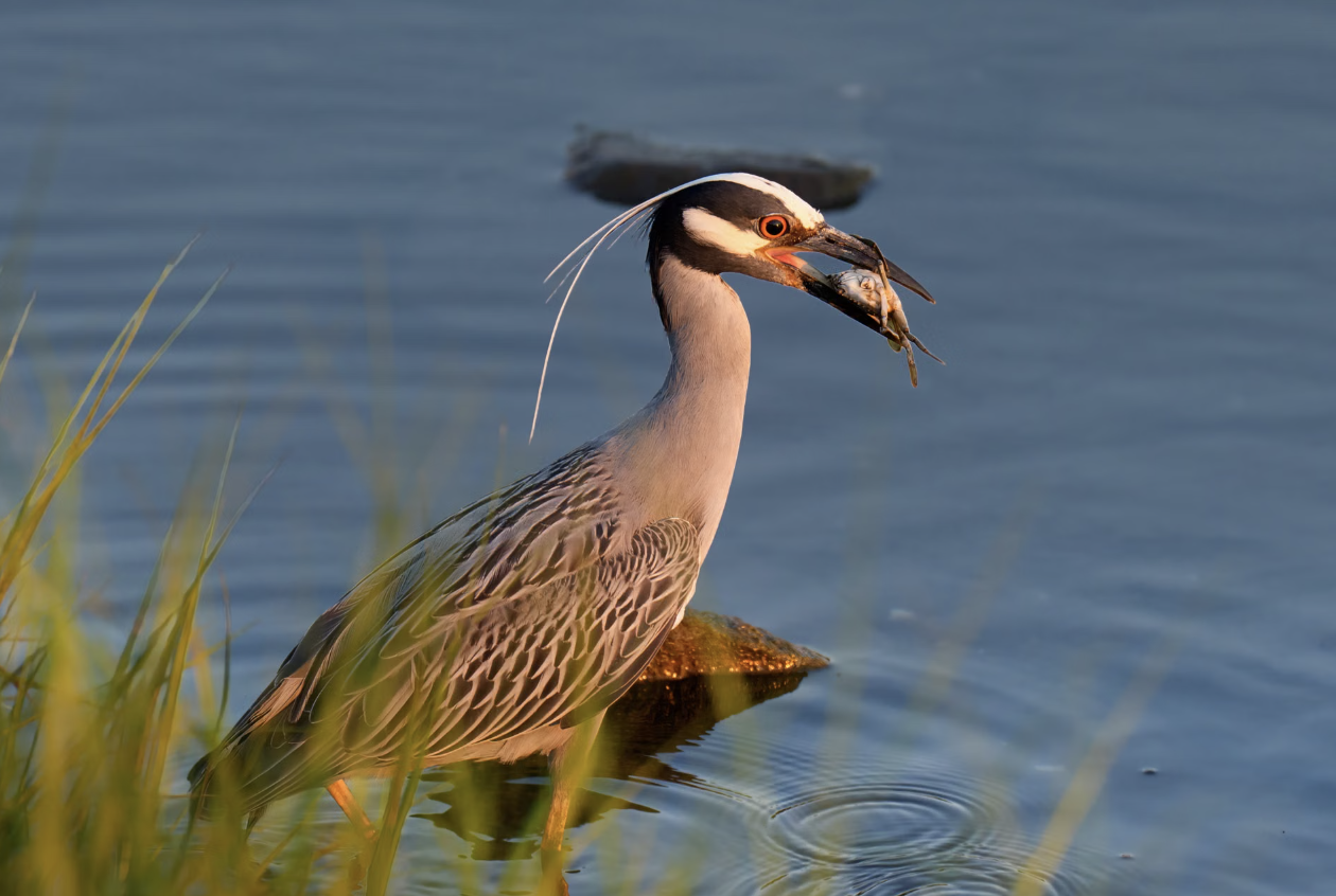4. Not Just Any Bird Would Do