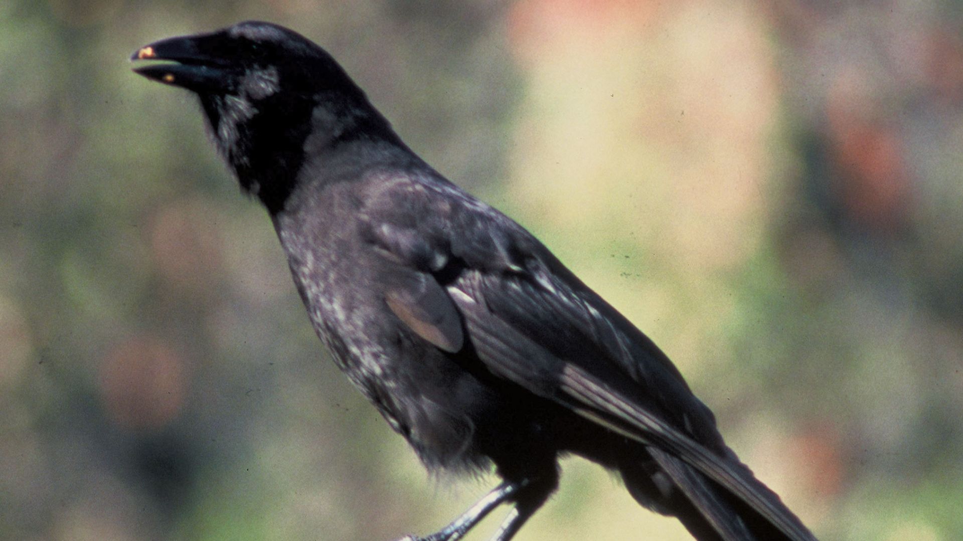 19. Le corbeau d’Hawaï
