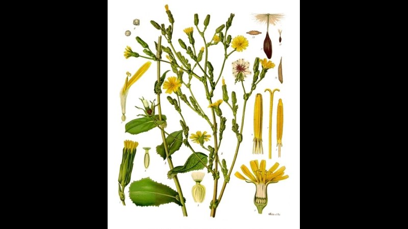 11. Lettuce Opium Wasn't Opium At All