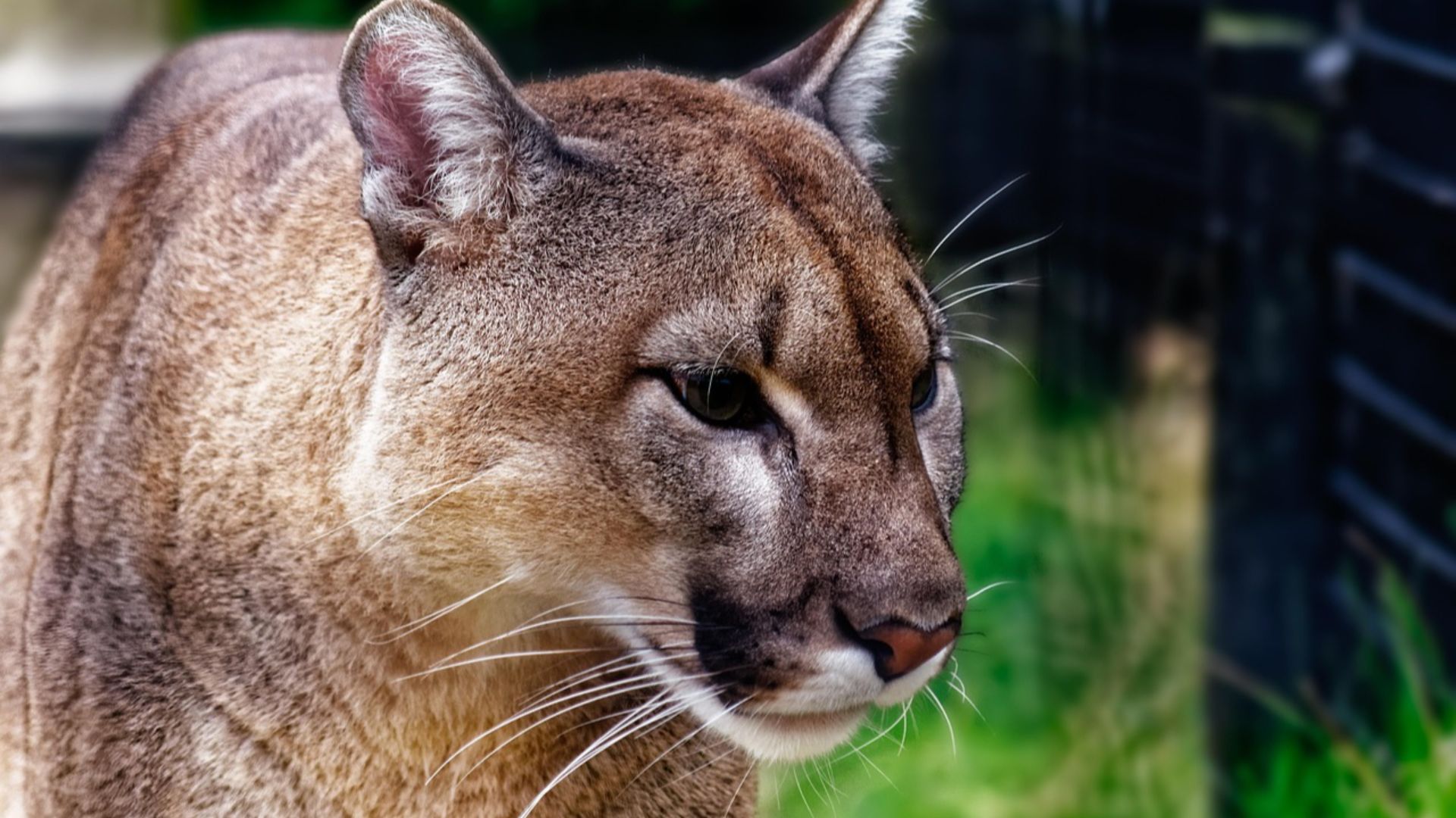 20 animaux qui étaient autrefois courants en Amérique mais qui ont aujourd’hui disparu