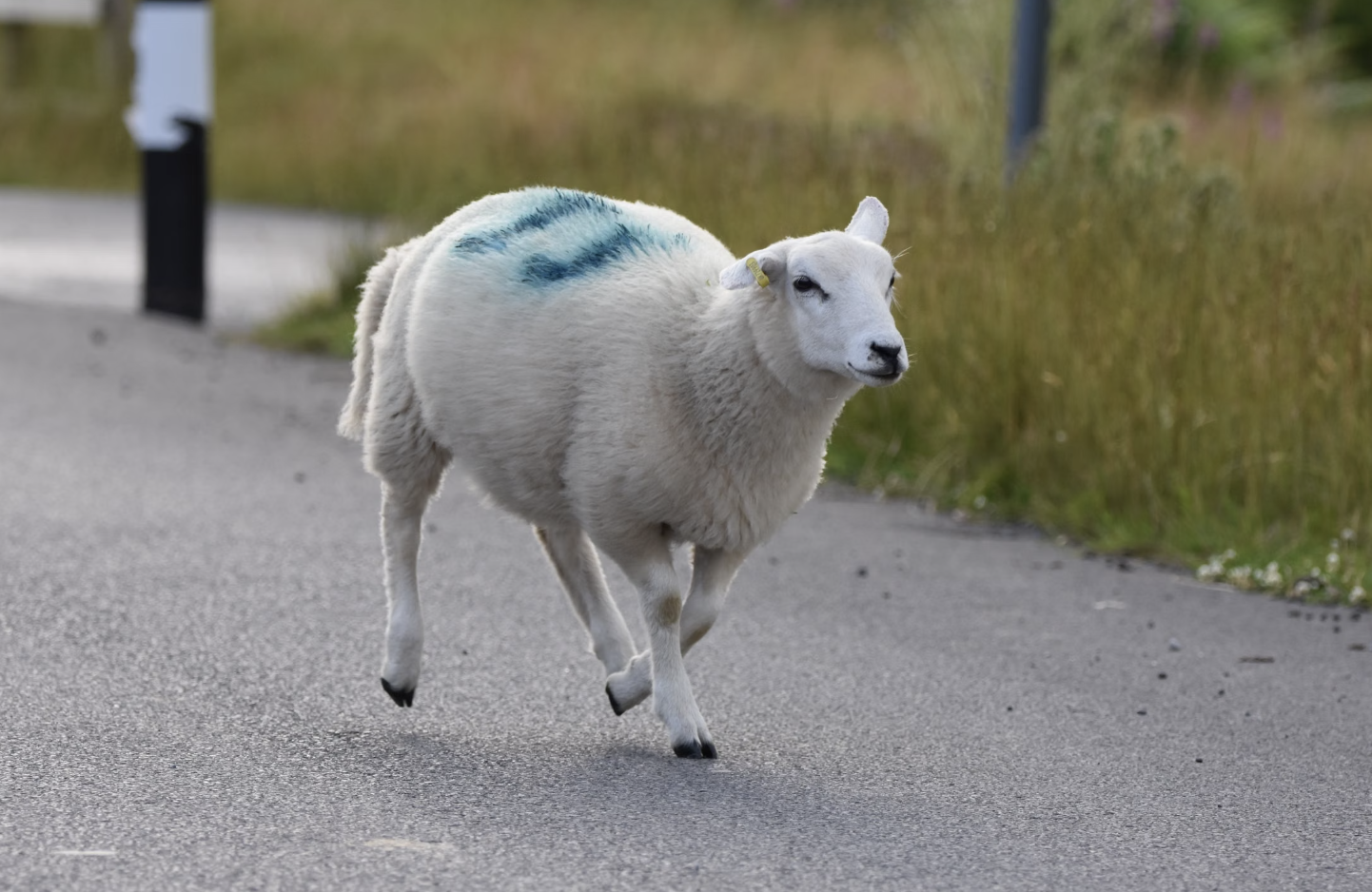 5. Les moutons ont été retrouvés dans des endroits inattendus