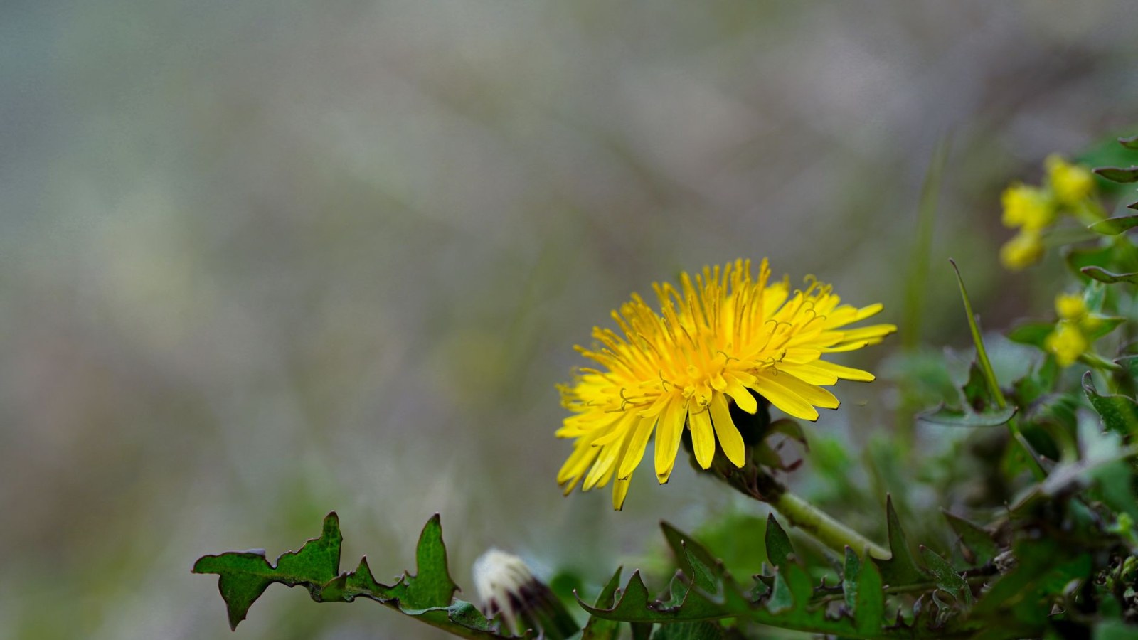 18. Dandelions Filled The Gap Before Spring Produce Did