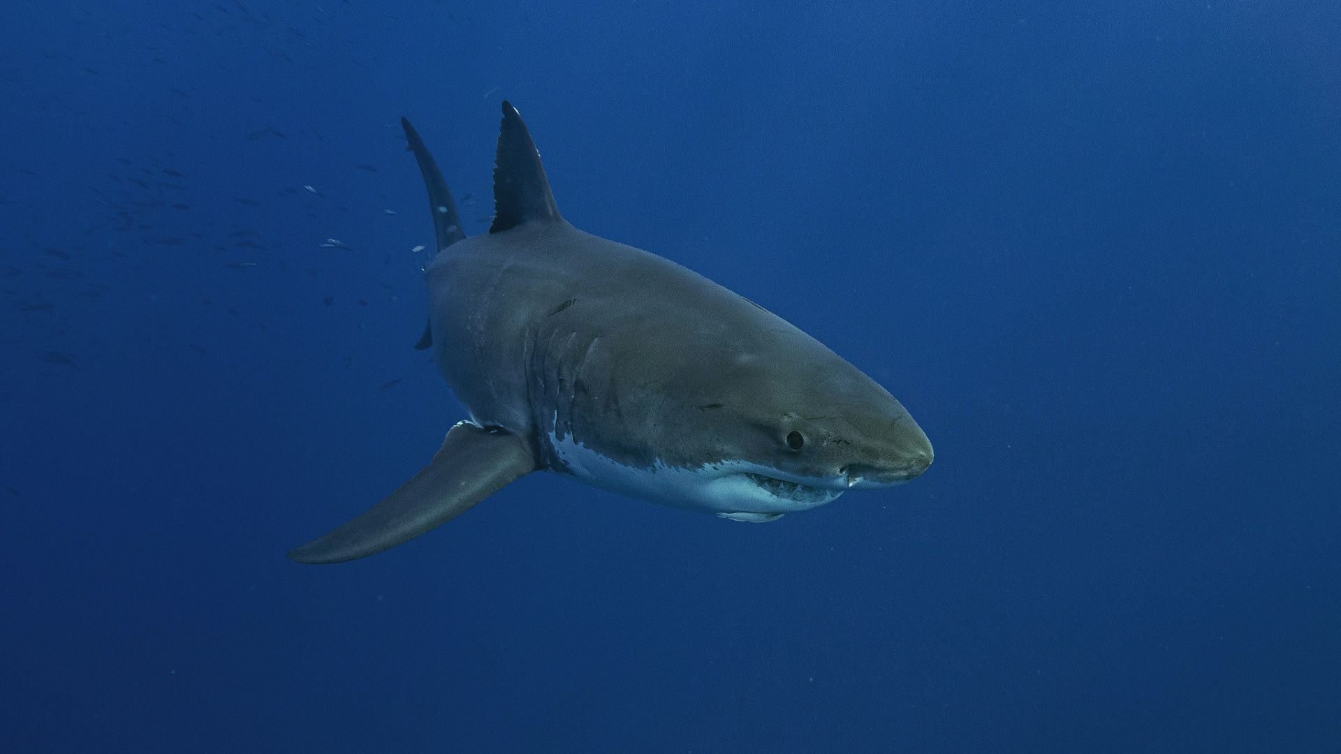 5. Le Mégalodon mesurait déjà plusieurs mètres à la naissance