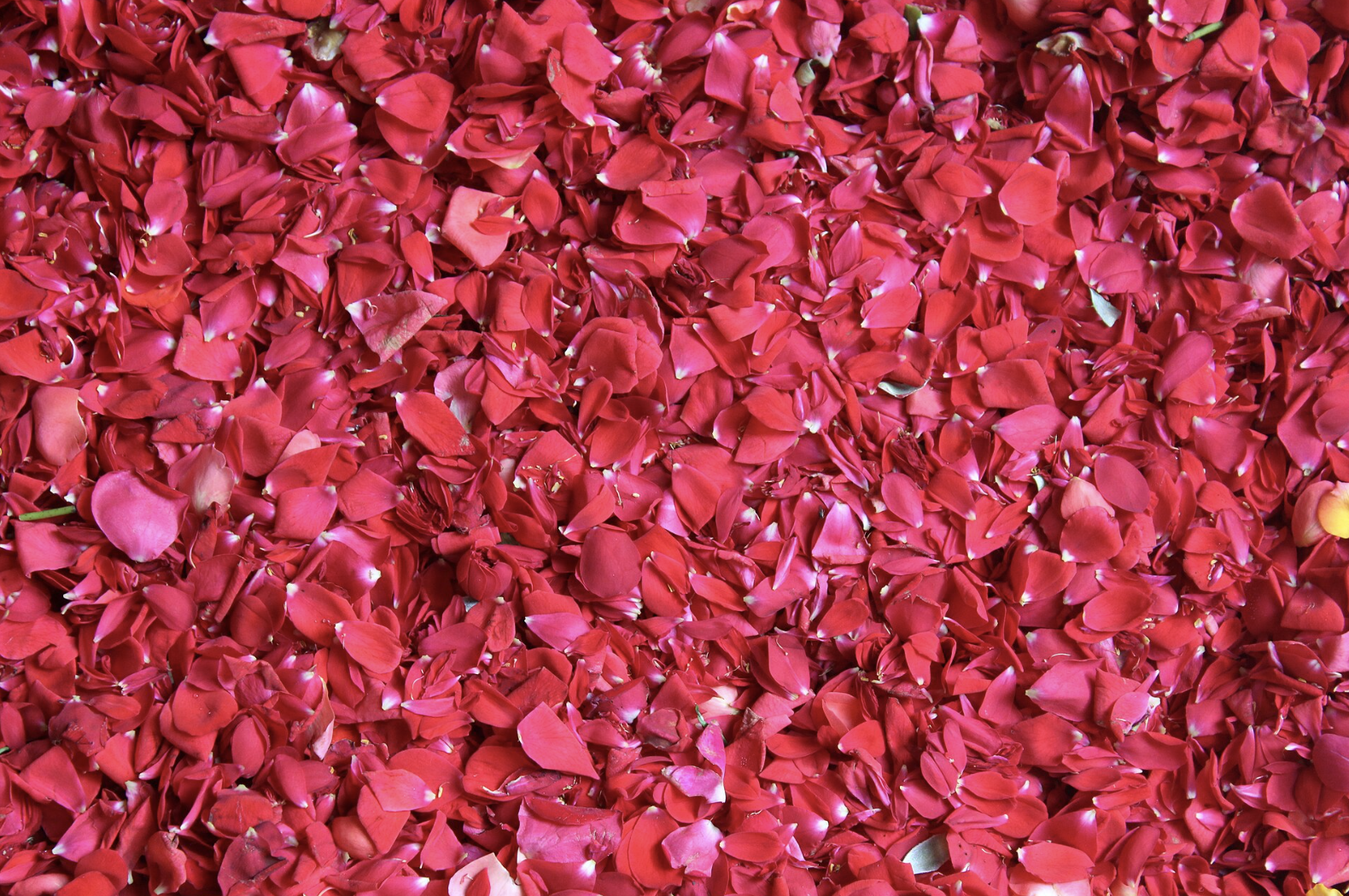 18. Rose Petals Nearly Suffocated His Dinner Guests