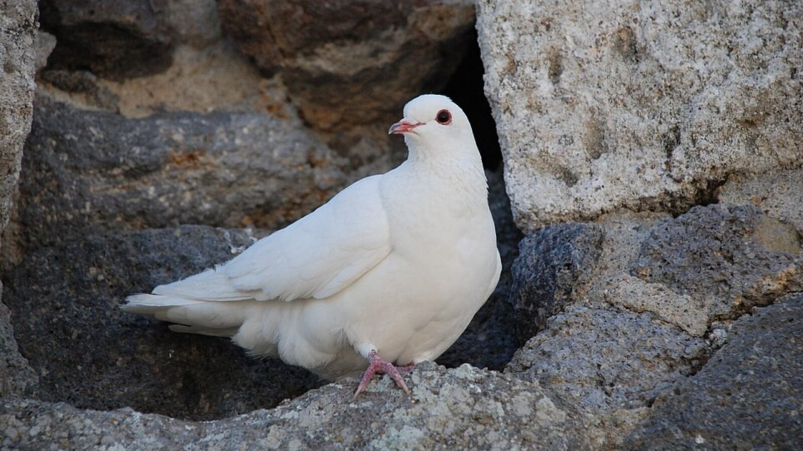 4. Ancient Greece Had A Flying Robot Pigeon