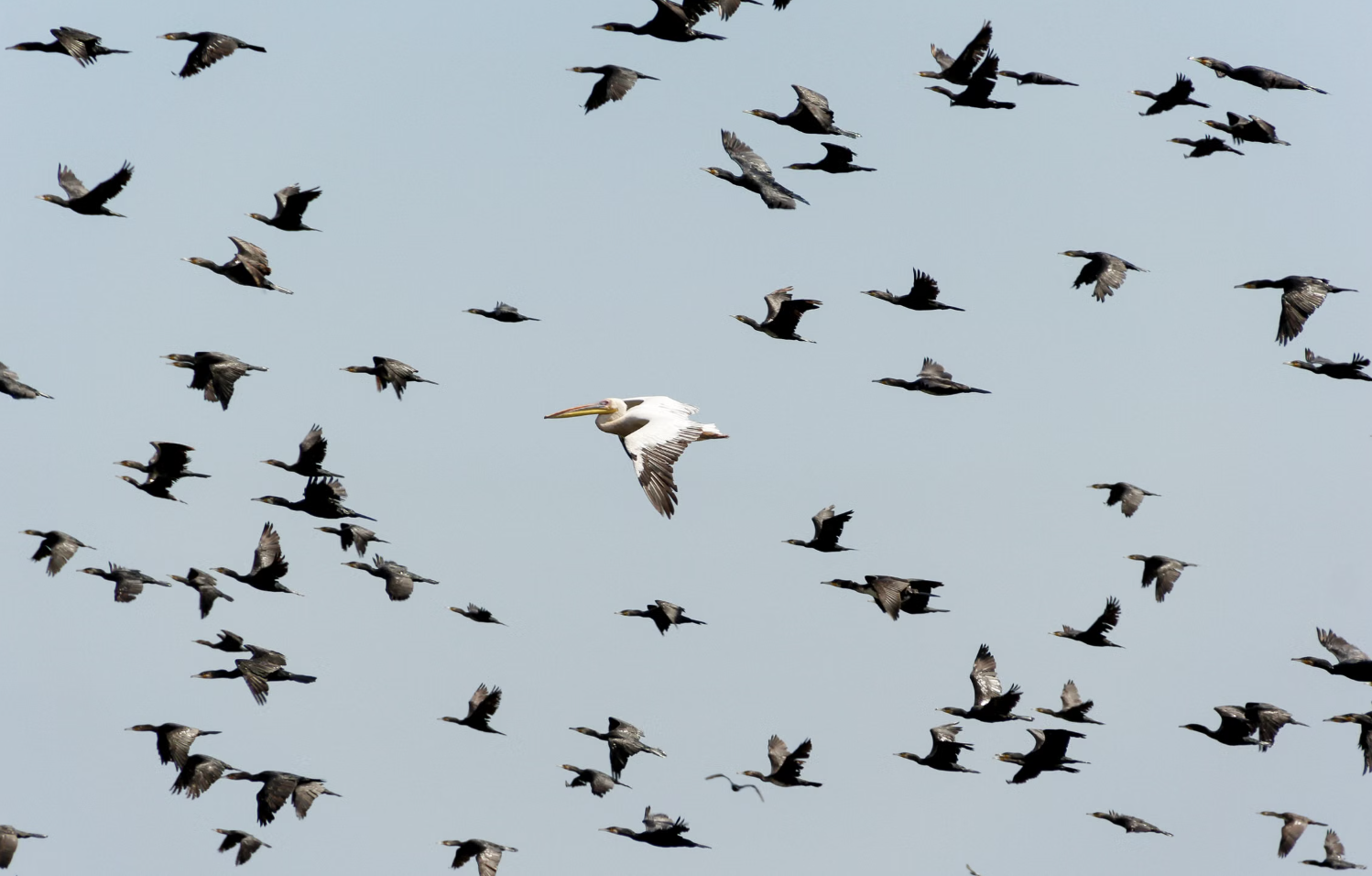 8. Thousands Of Birds Were Shipped At A Time