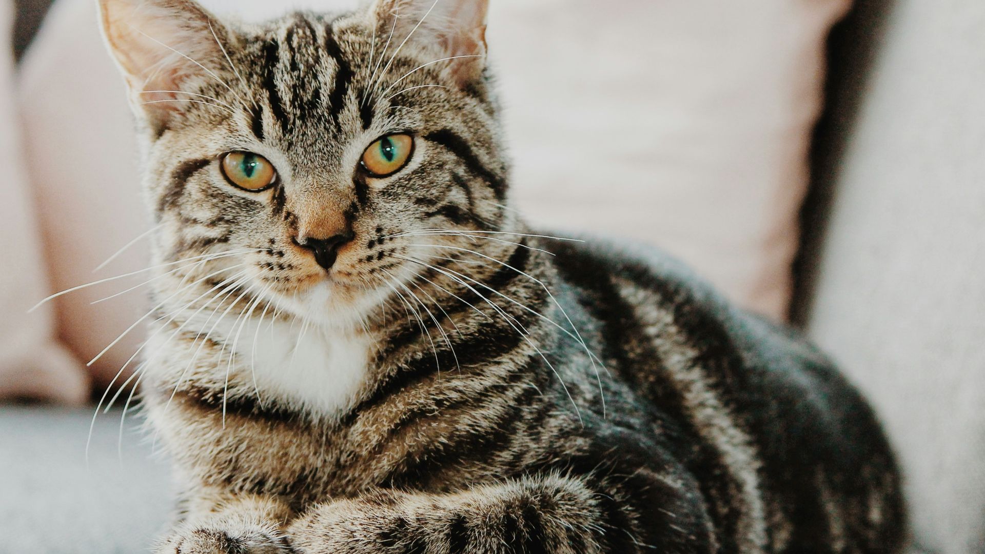 20. Les chats