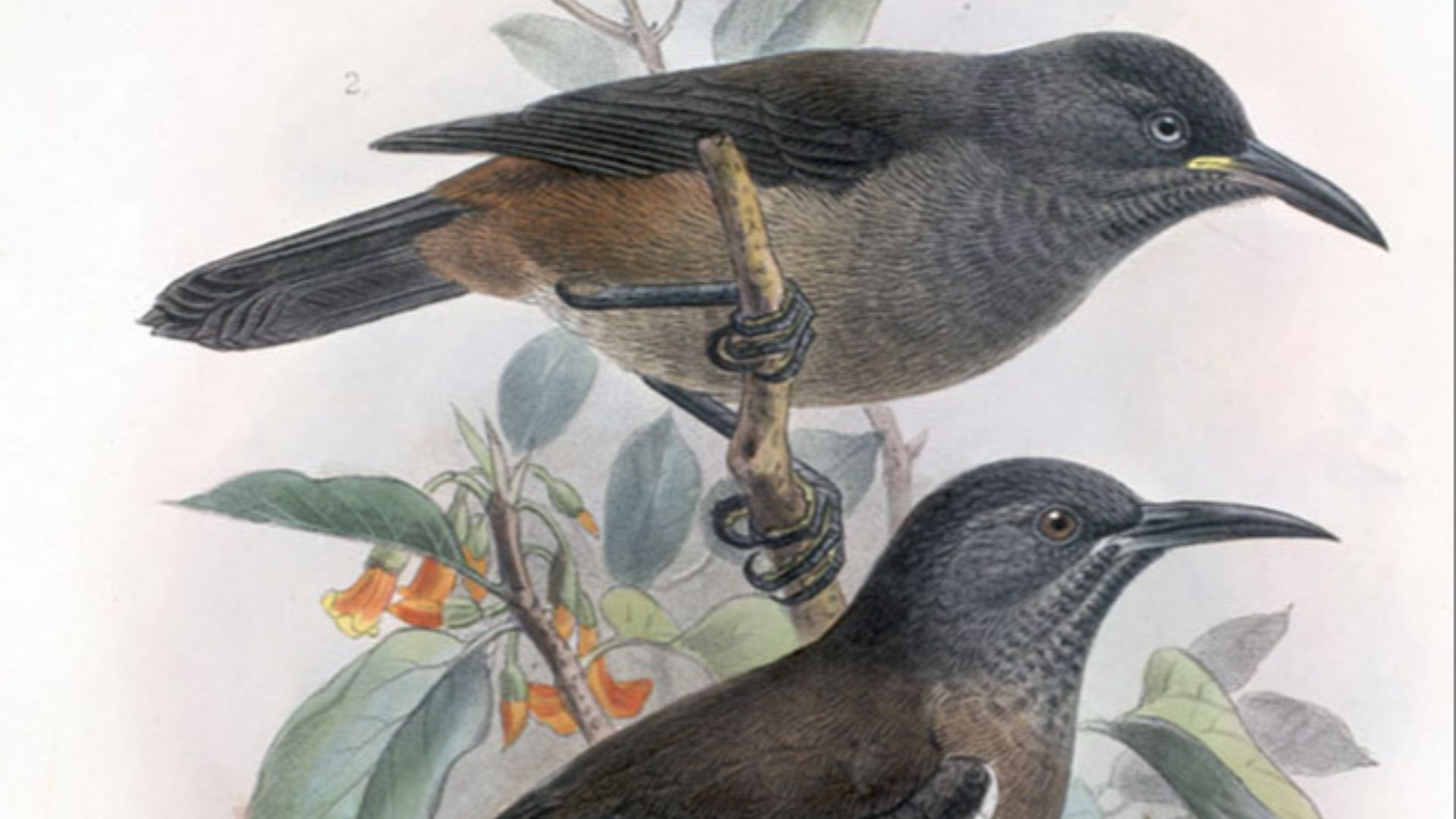 16. Kauai ʻŌʻō