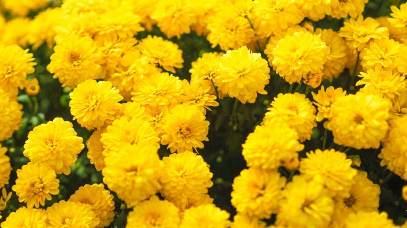 18. No Yellow Flowers Please