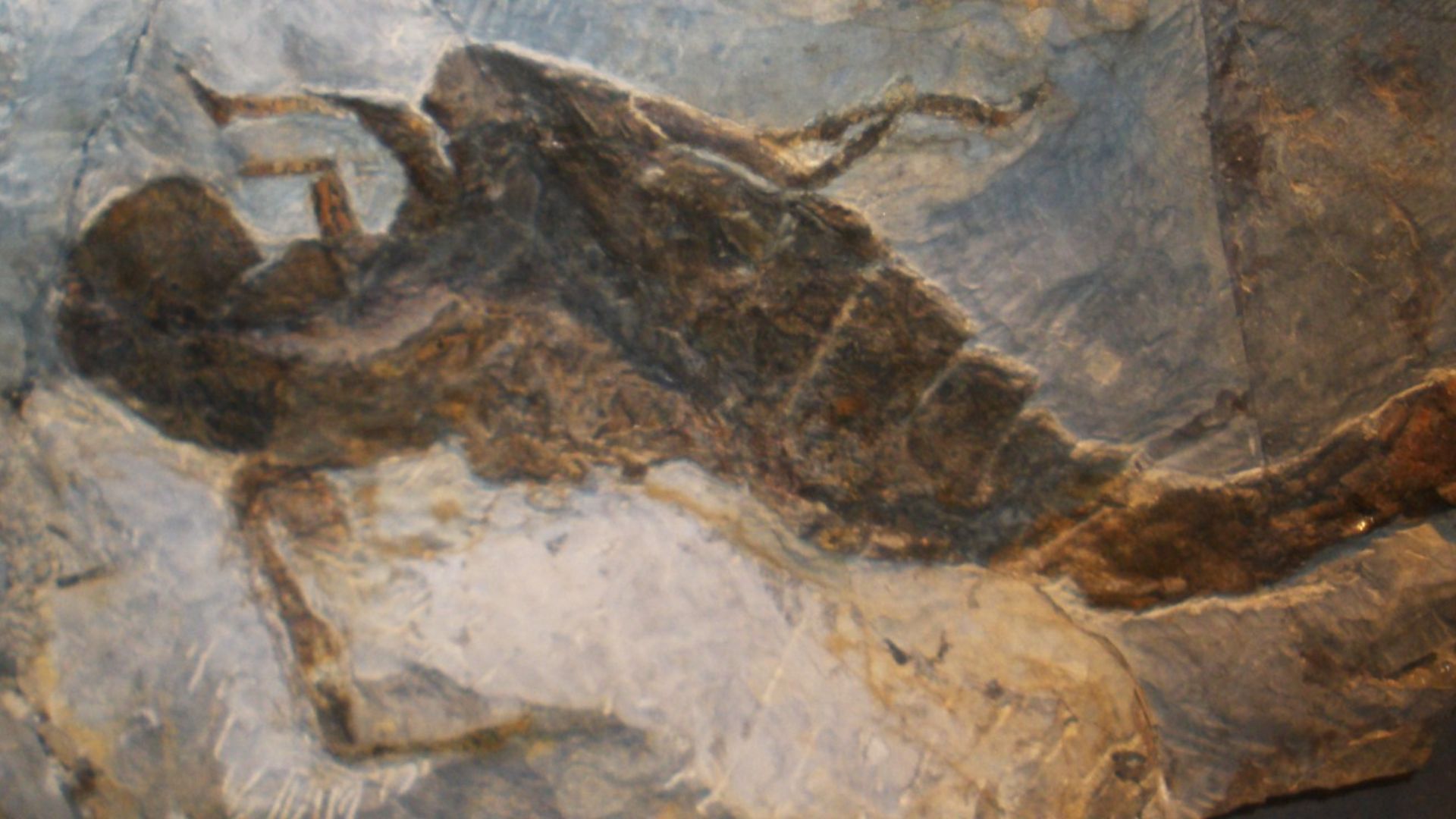 7. Jaekelopterus