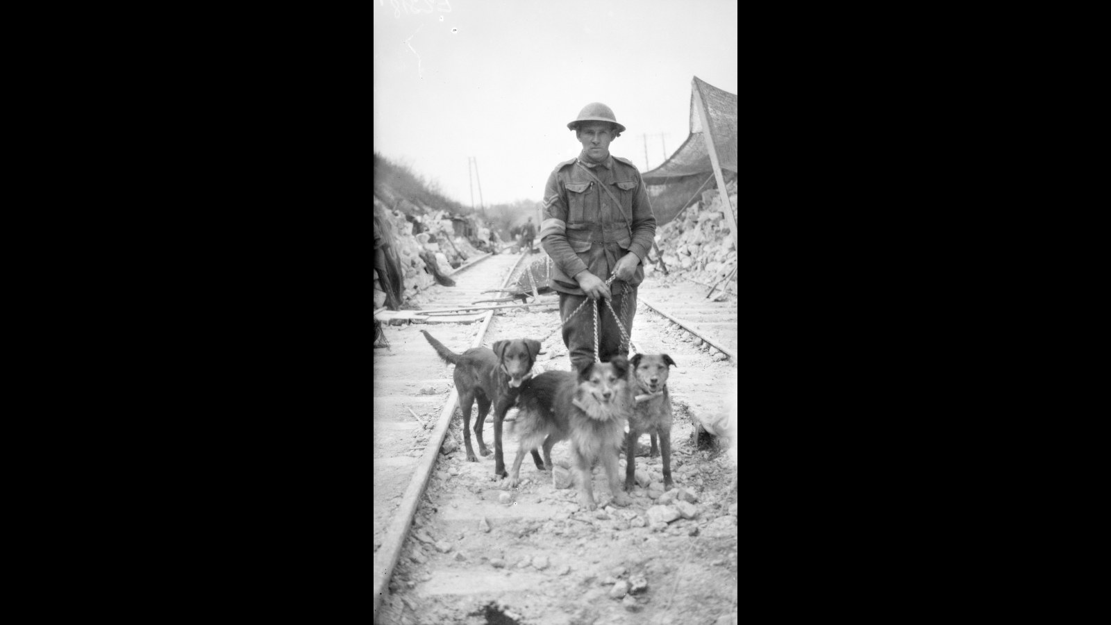 6. Jack, l'Airedale, a rampé sur un demi-mile sous le feu d'artillerie