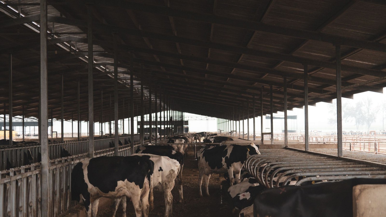 5. New York's "Swill Milk" Dairies Poisoned City Infants