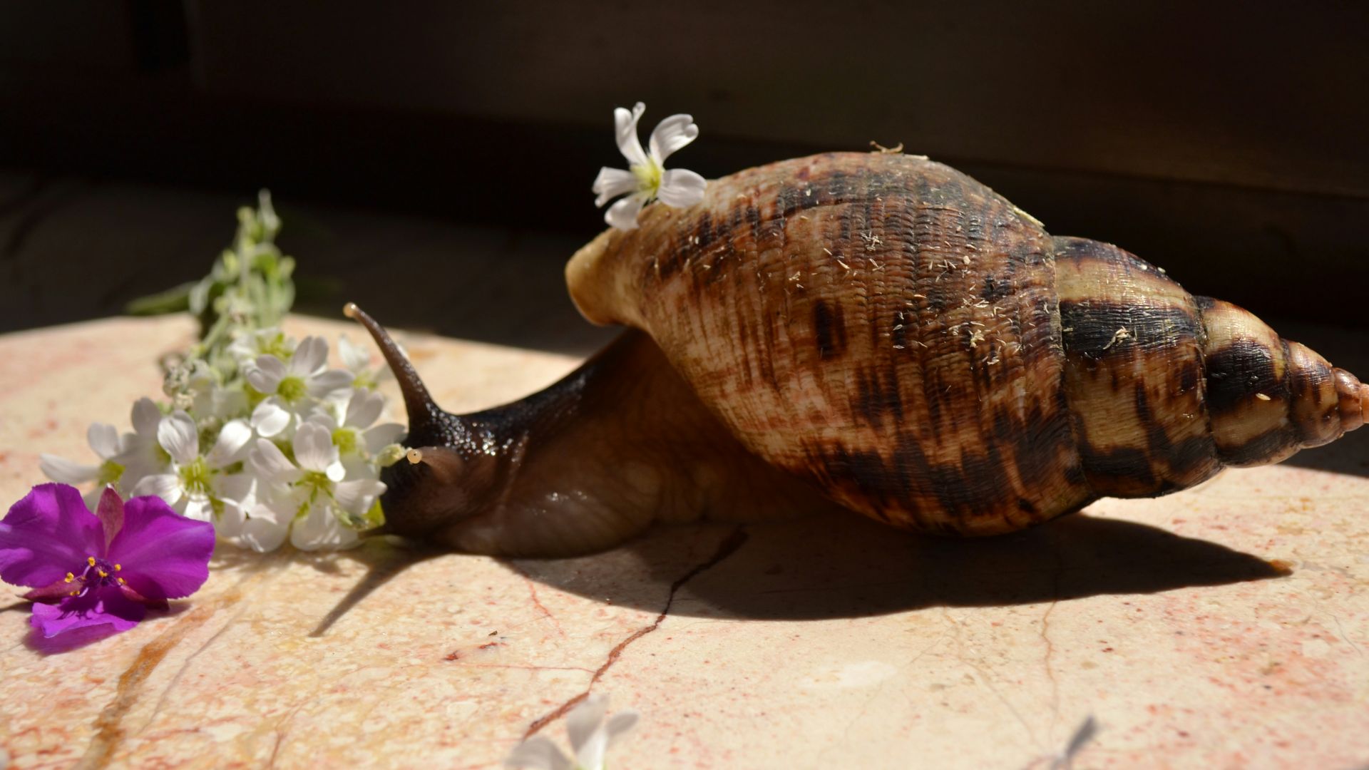 5. La Floride a éradiqué à deux reprises l'escargot géant africain