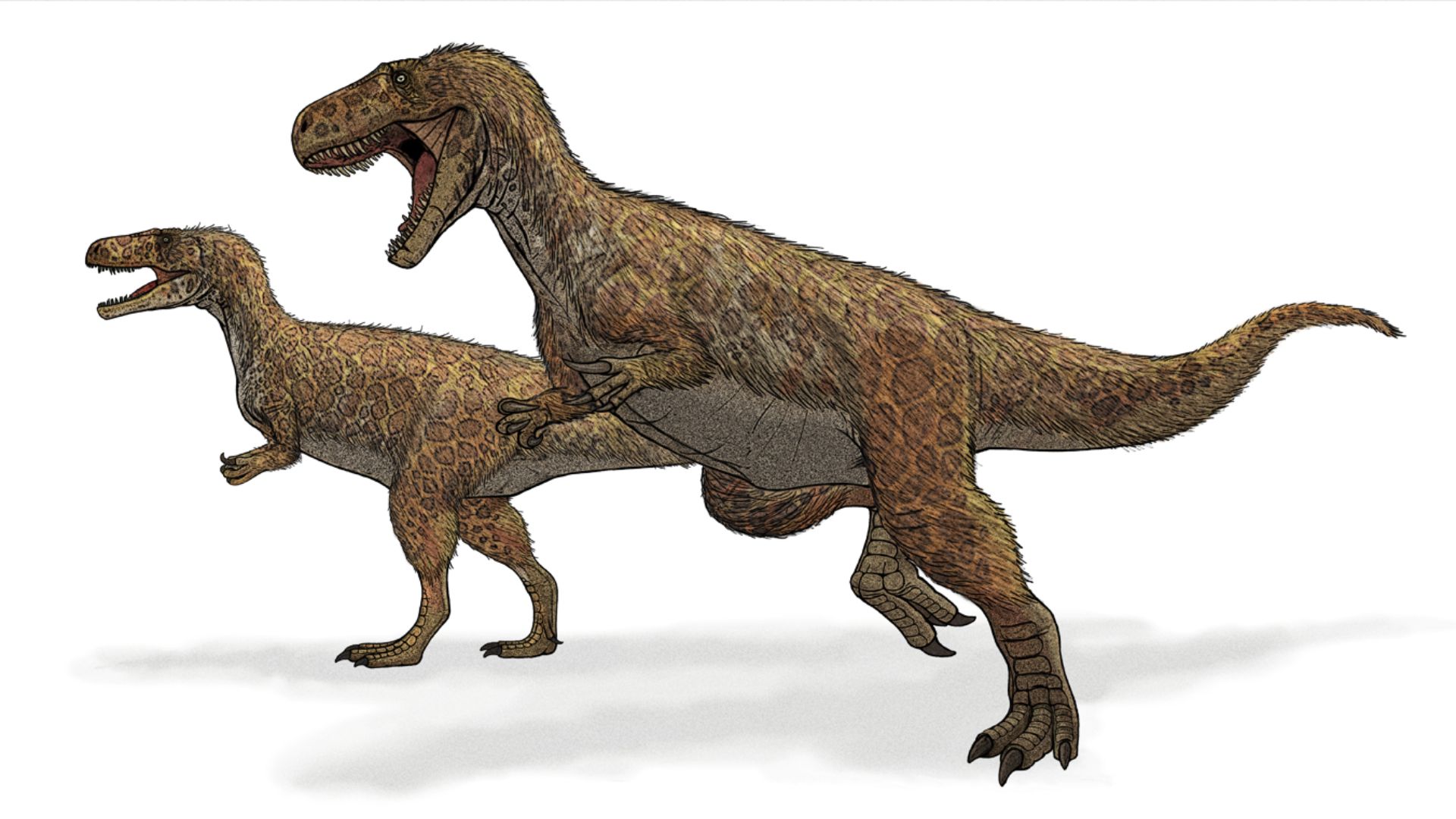16. Le Mégalosaure a été représenté sous la forme d'un mammifère à quatre pattes
