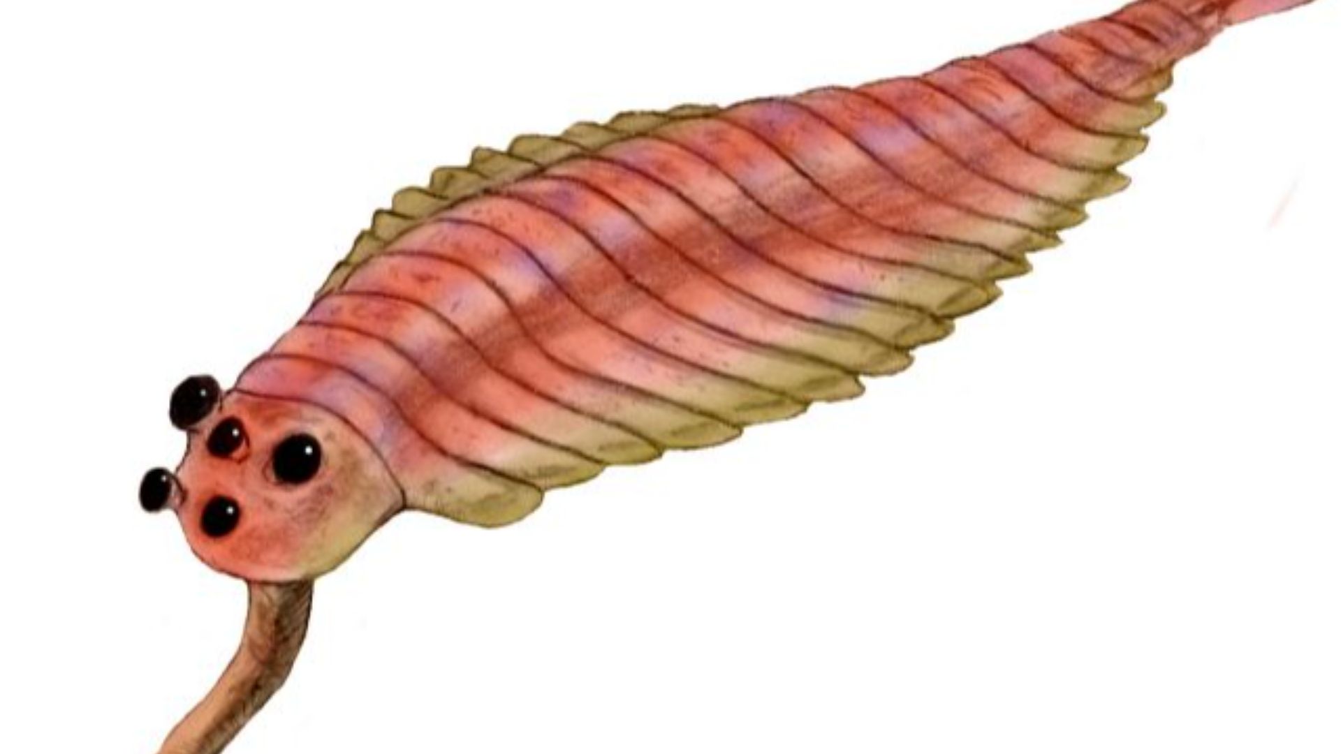 2. Opabinia