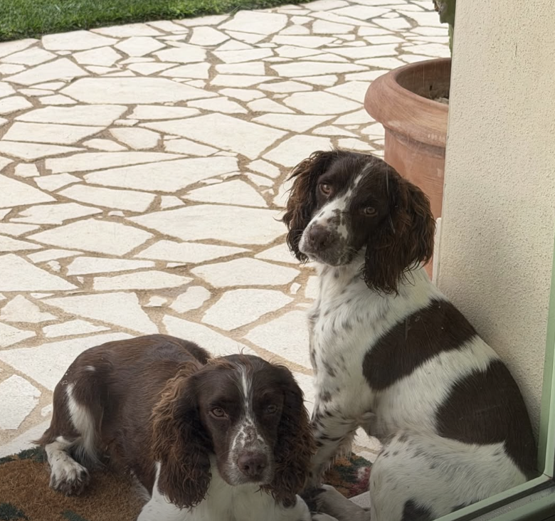 Adorables
