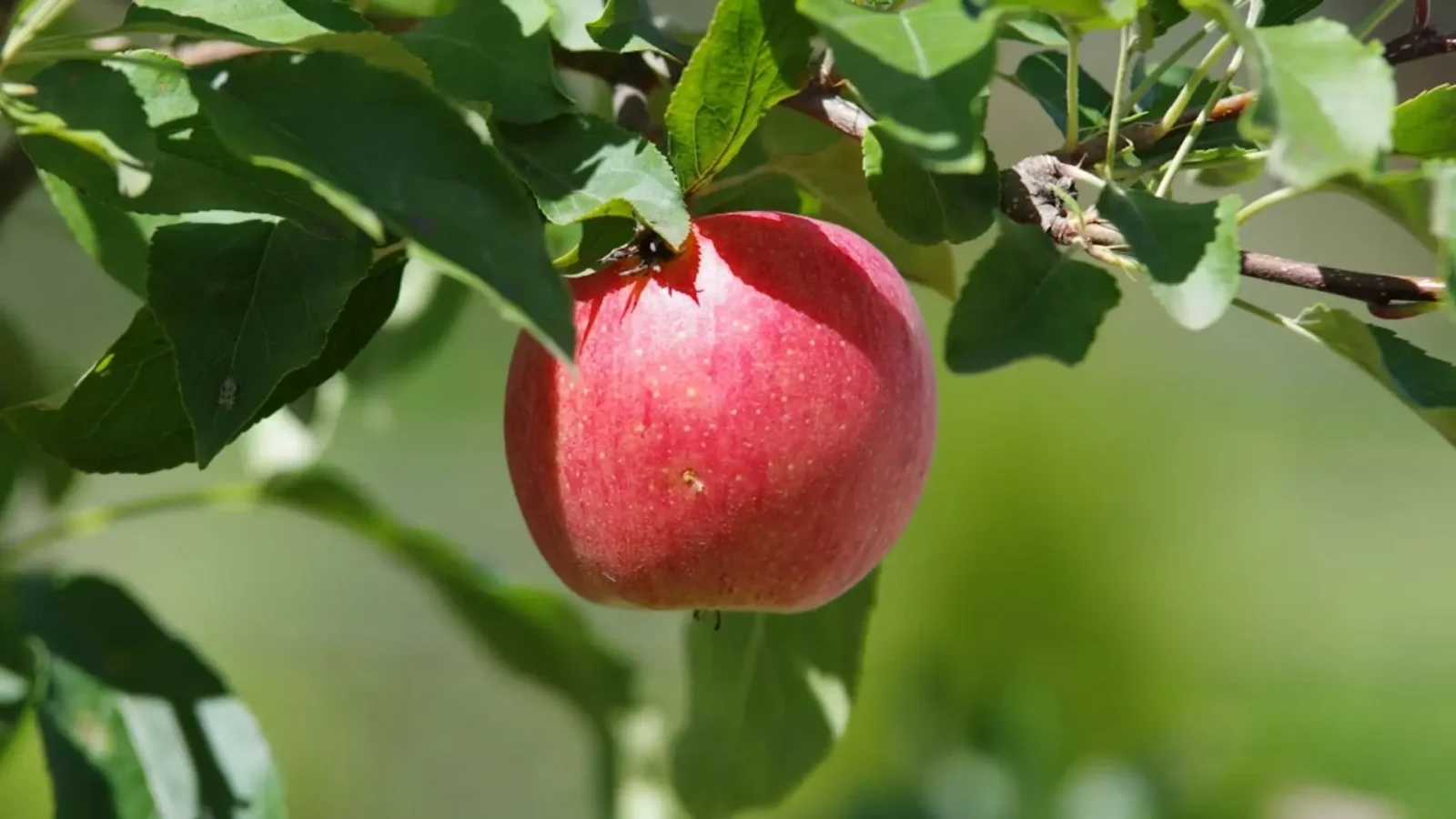 2. There Was Never An Apple In Eden