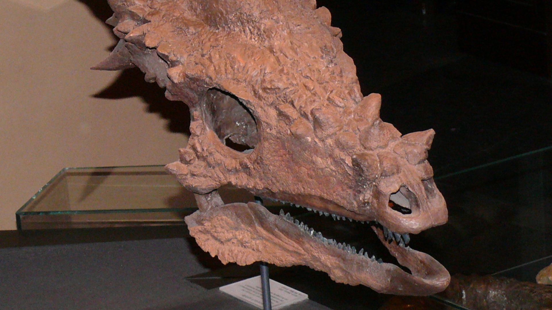 18. Trois dinosaures à tête en forme de dôme n'en formaient qu'un seul
