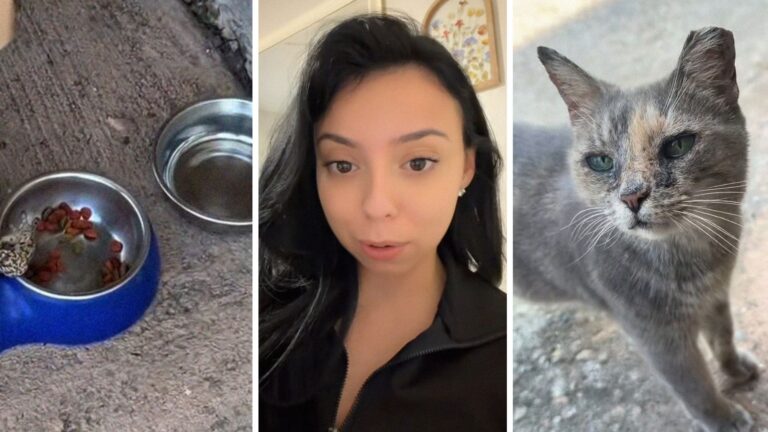 Florida woman feeds stray kitten. Then an uninvited guest pulls up—he’s poisonous: ‘Dear lord he’s huge’ 