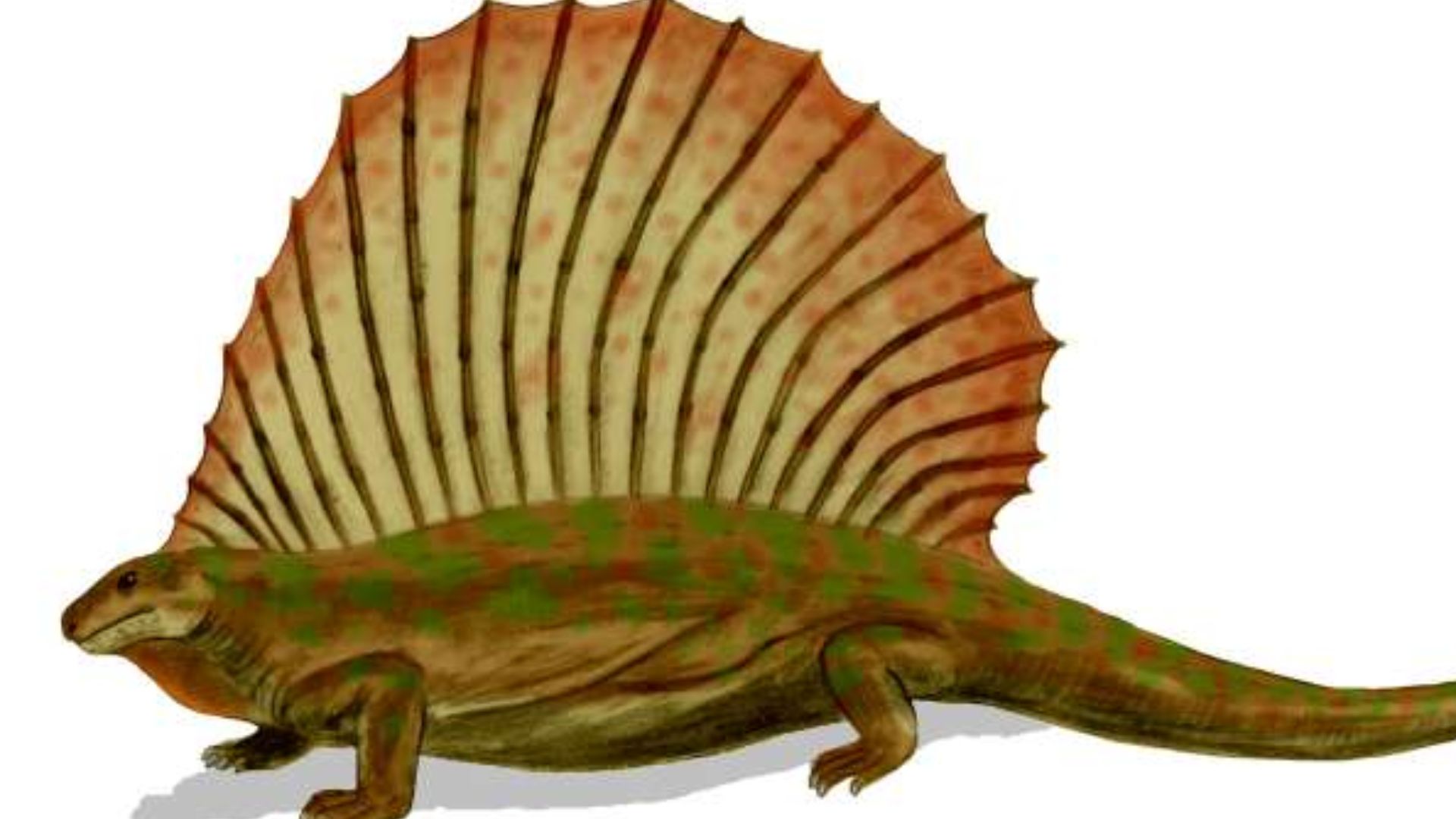 12. Edaphosaurus