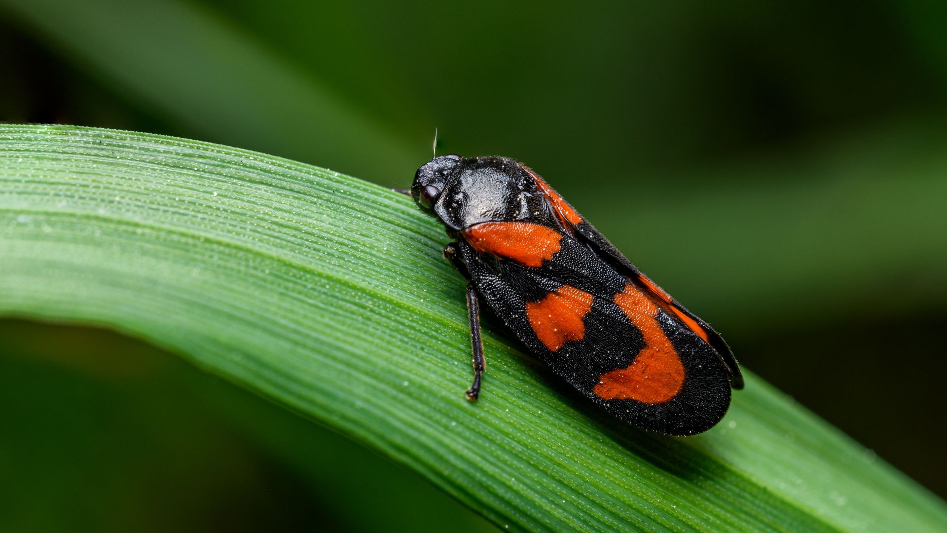 11. Des insectes pris en flagrant délit