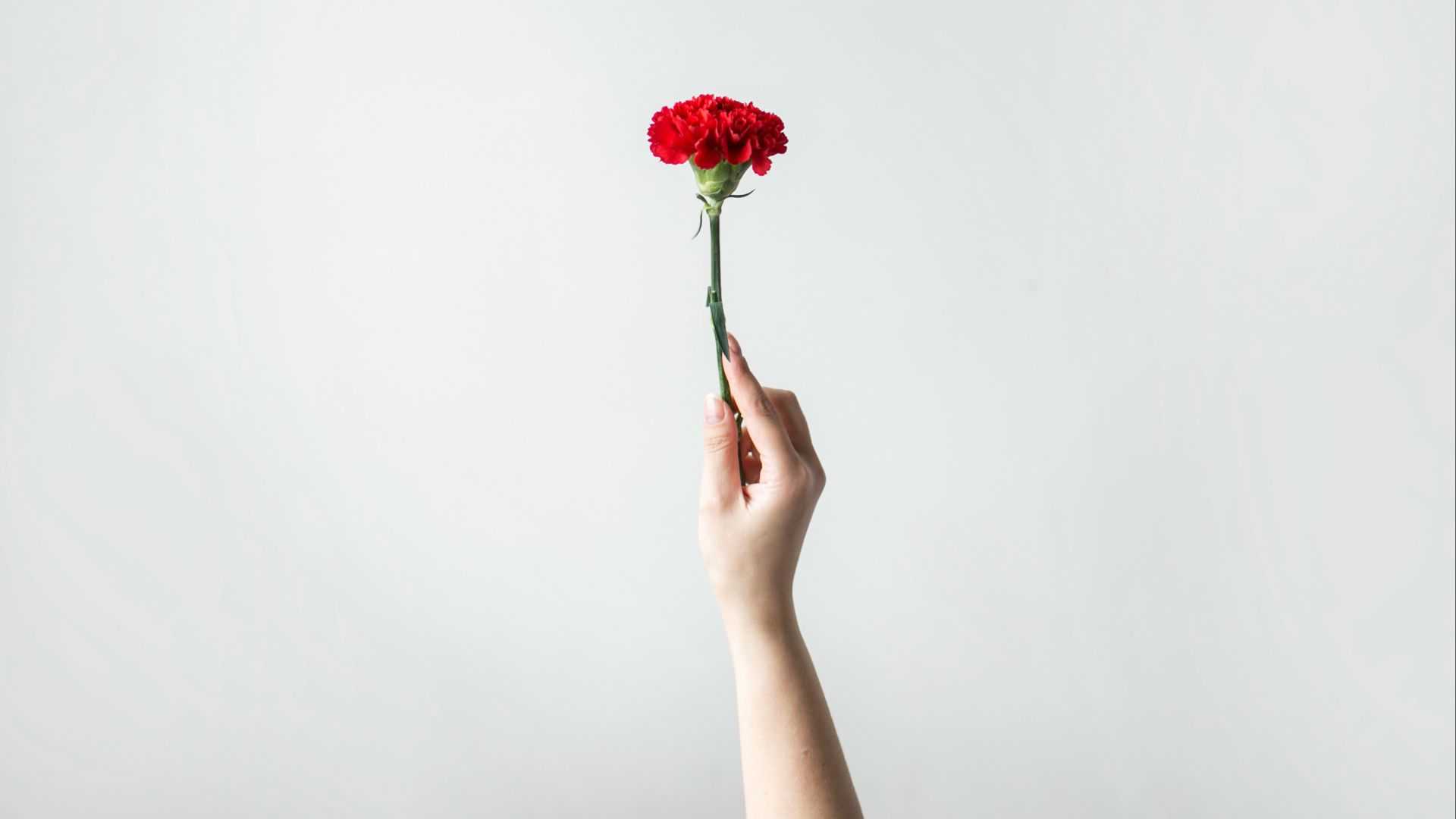 7. Les œillets rouges étaient ses porte-bonheur