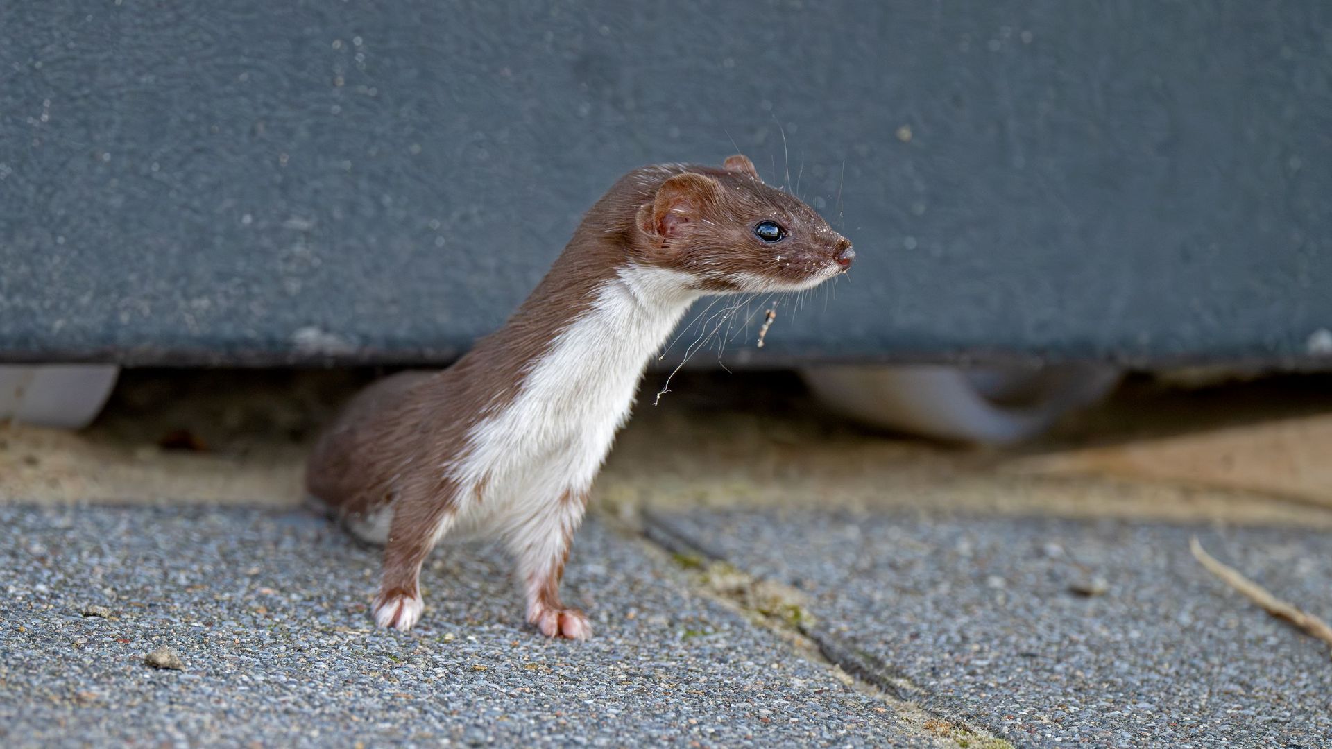 4. Des hermines ont été envoyées en Nouvelle-Zélande pour réduire la population de lapins