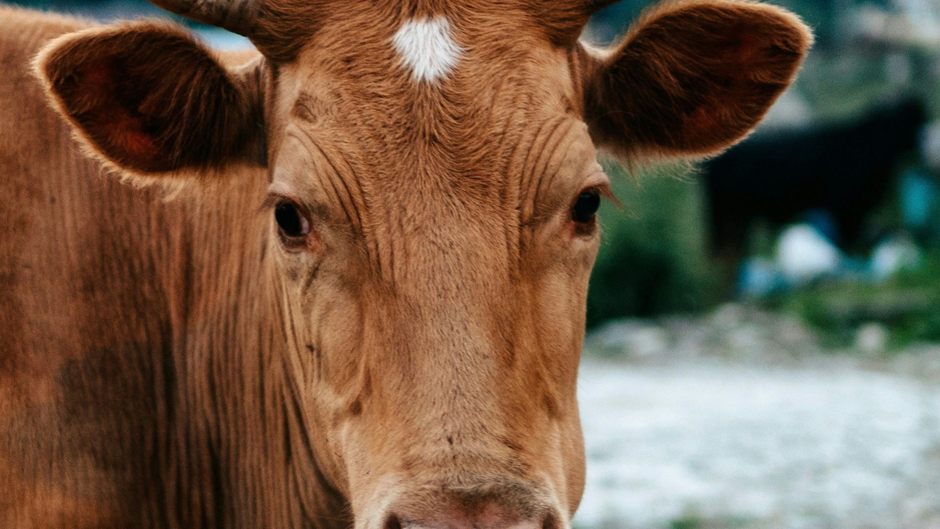 7. A aidé les animaux