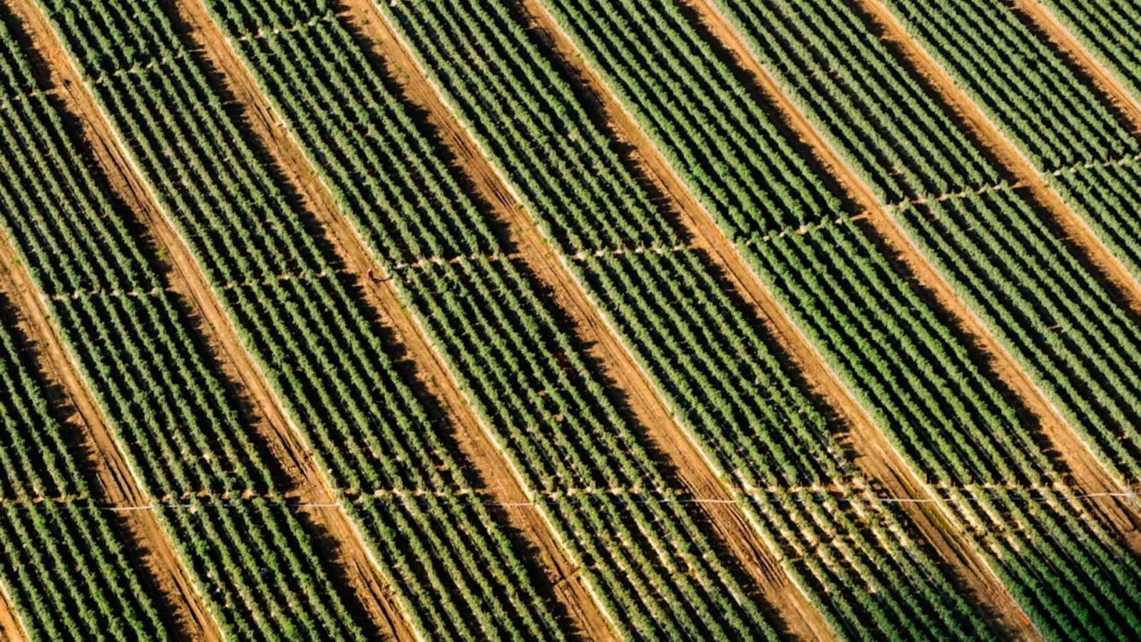 2. A King Who Tilled His Own Fields