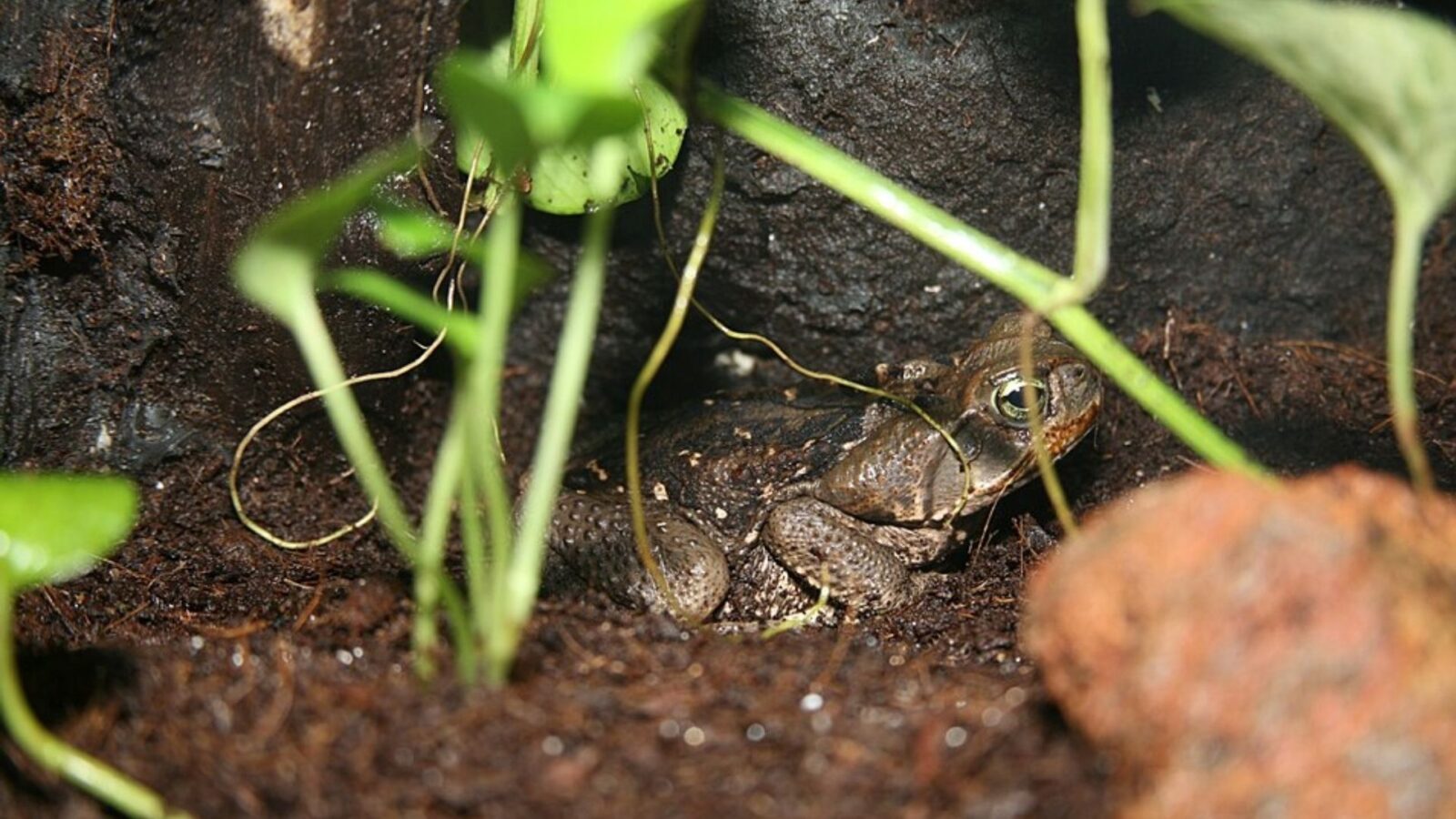 1. Australia Released Toads To Eat Beetles, And Poisoned Everything Else