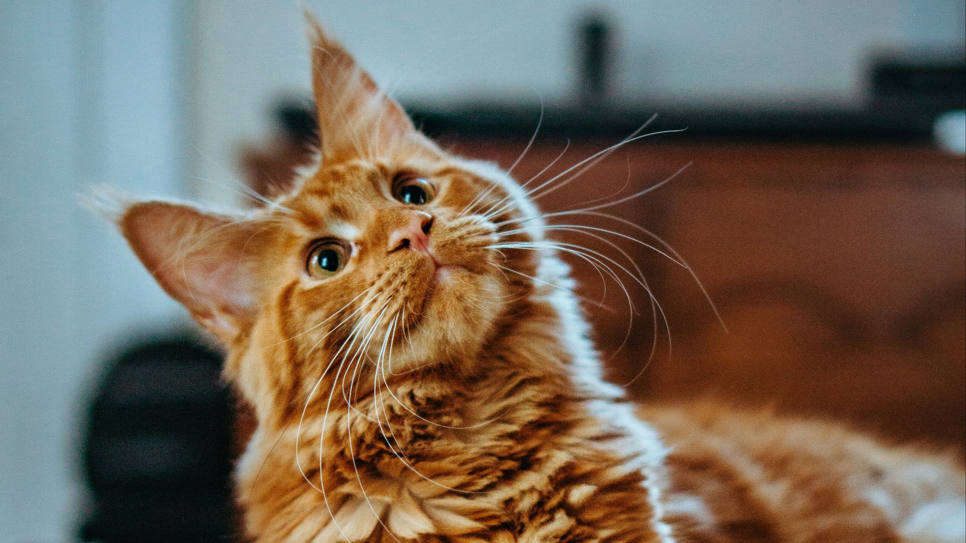 13. Des chats ont été largués en parachute à Bornéo après des pulvérisations de DDT