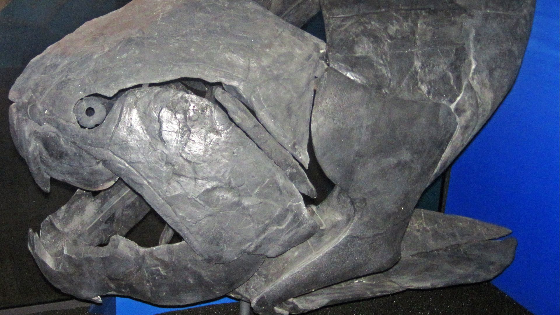 20 Prehistoric Animals That Scientists Initially Misinterpreted