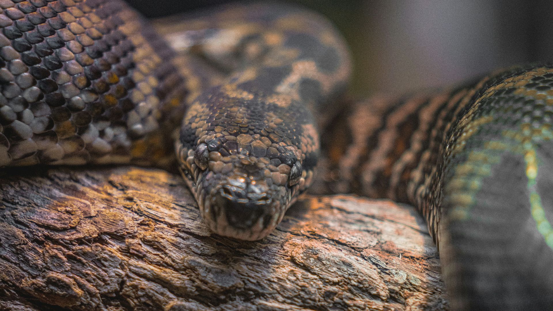 14. Un serpent près du nid
