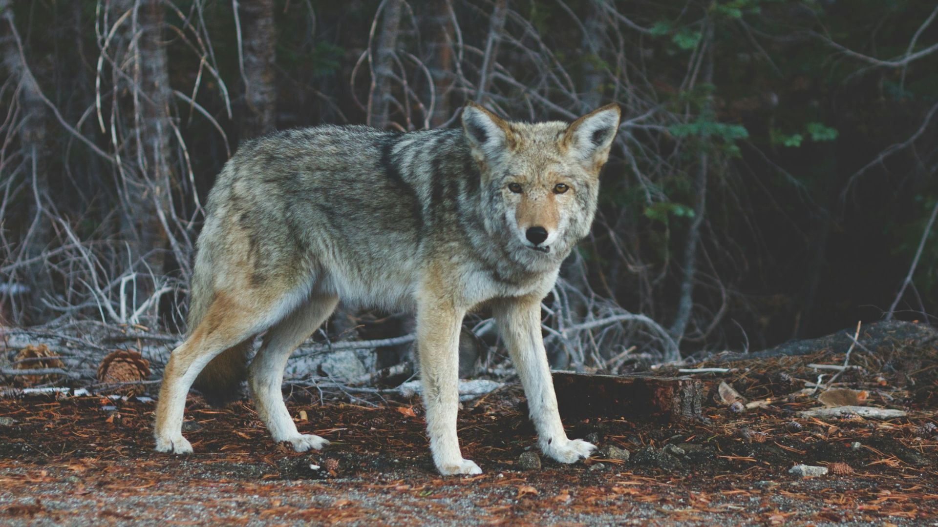 17. Les louveteaux sont à environ 99,9 % des loups gris