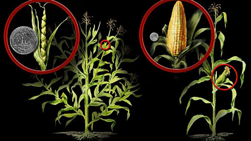 5. Indigenous Farmers Bred Teosinte Into The Corn The World Eats Today
