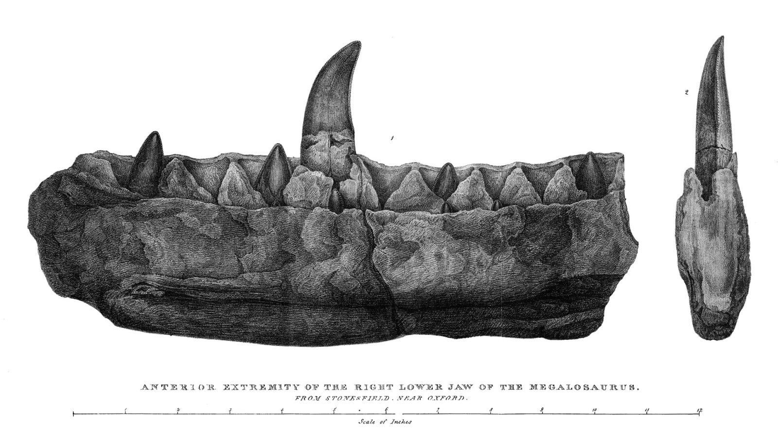 4. A Dinosaur Bone Was Once Named Scrotum Humanum