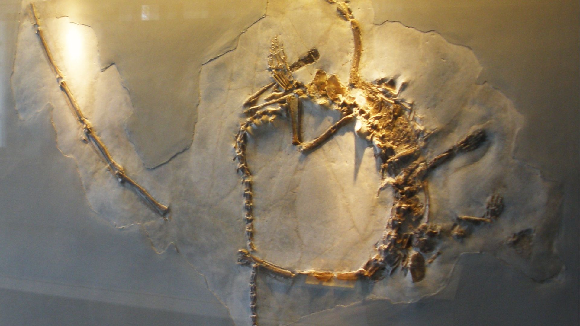 6. Les os du cou du tanystropheus étaient considérés comme des ailes de ptérosaure