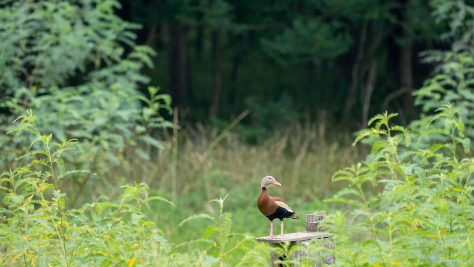 6. Un canard en bois devient le premier véritable succès de Lego