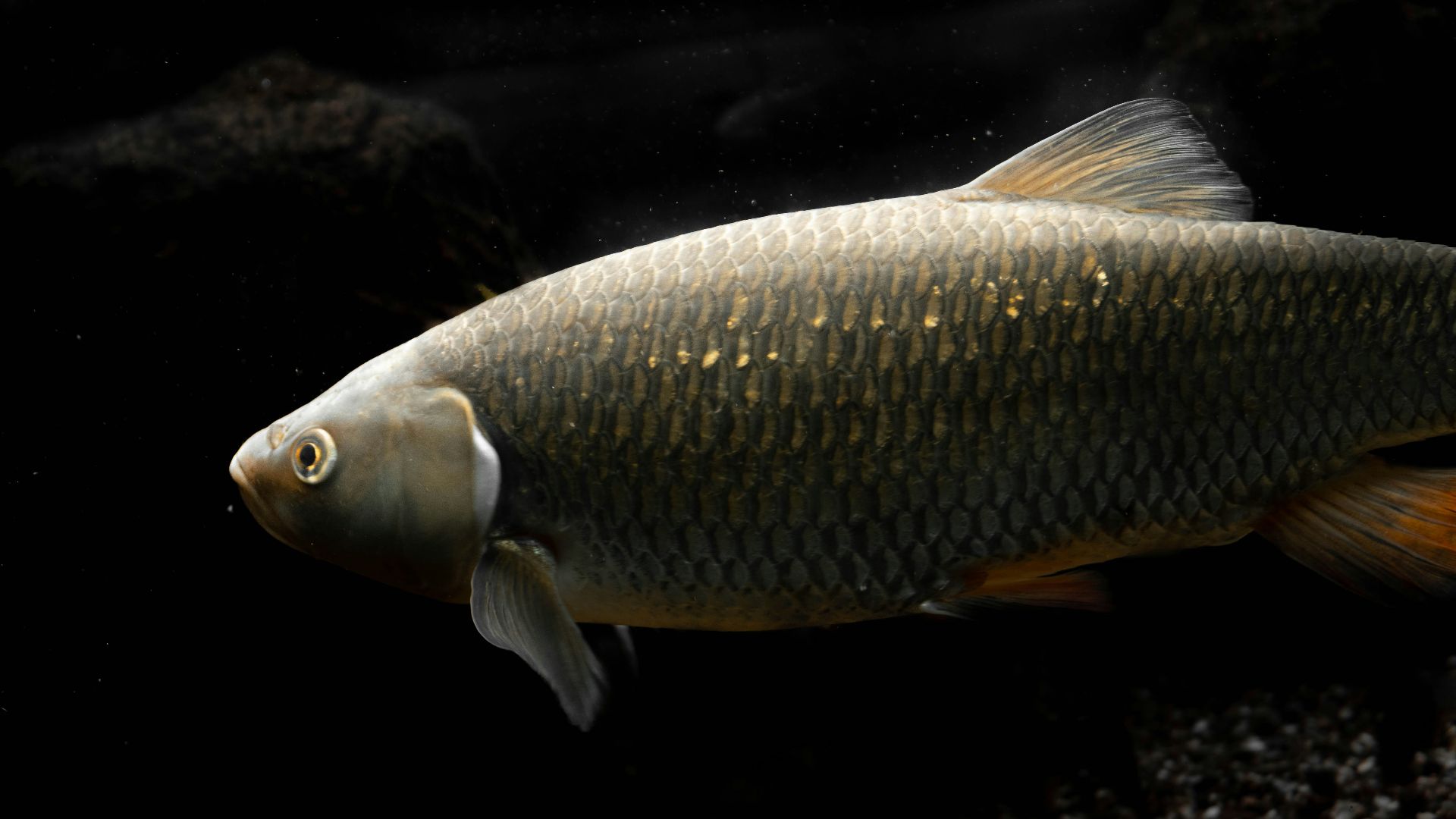 20. Des carpes ont été importées pour nettoyer les étangs piscicoles américains