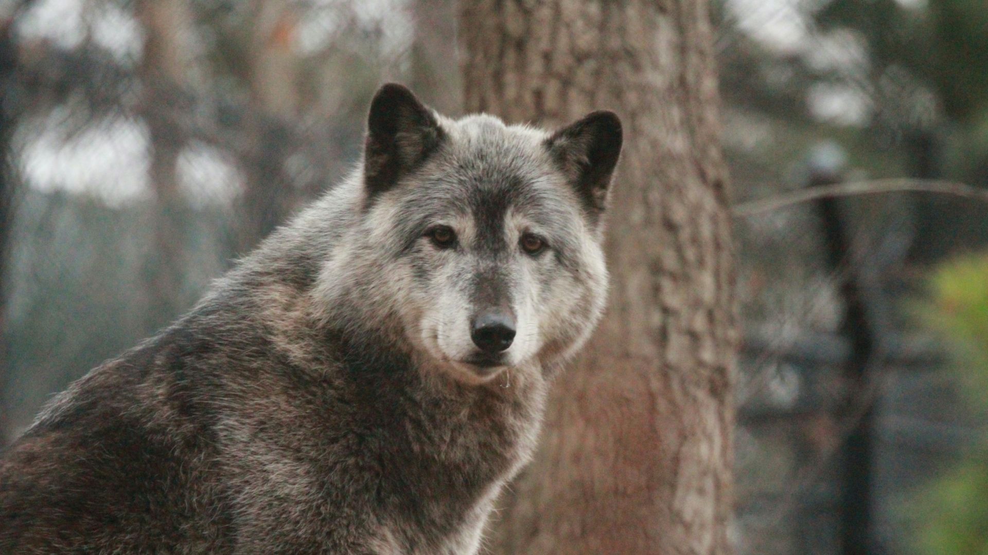3. Le loup gris est l'immigrant ici
