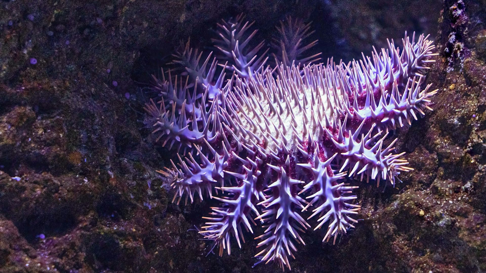 20. L'élimination des poissons-coiffes d'épines ne parvient pas à suivre le rythme sur le récif