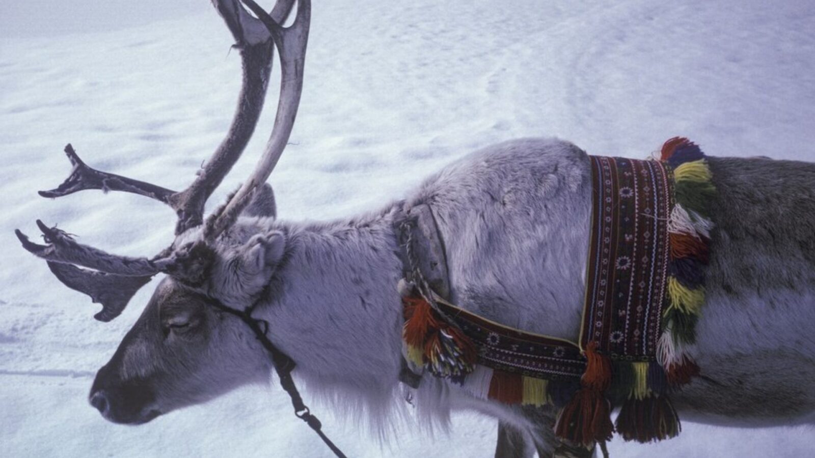 14. Les rennes ont acheminé le courrier d'hiver à travers la toundra arctique