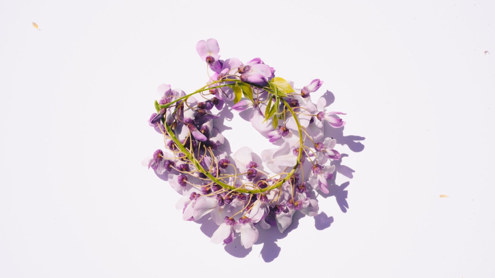 11. Les Floralia ont paré tout Rome de fleurs pendant six jours