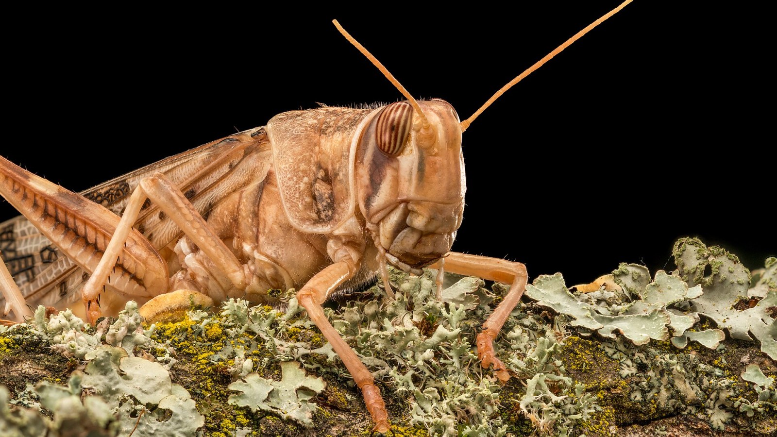 8. Locusts Were The One Insect The Bible Allowed