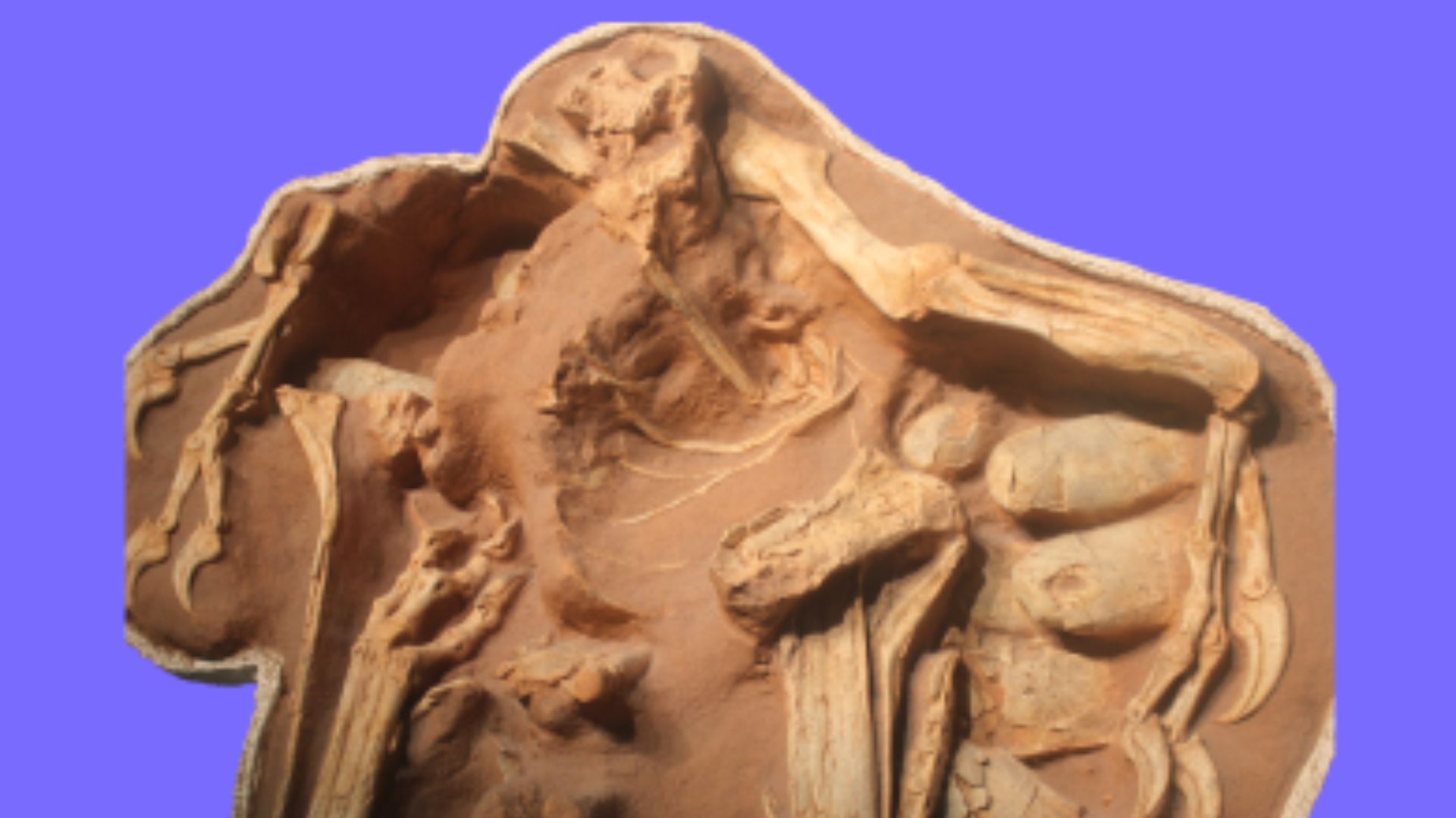 7. Le dinosaure sur son nid