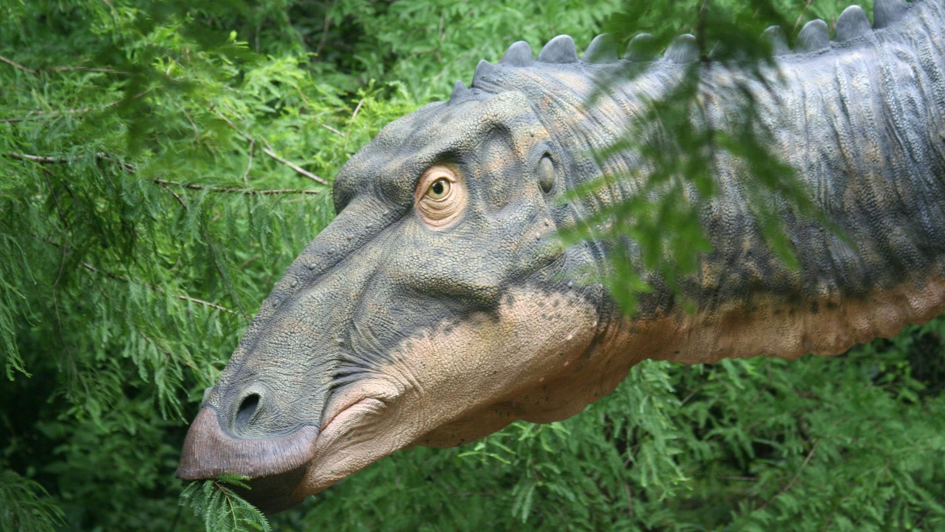 13. Plateosaurus