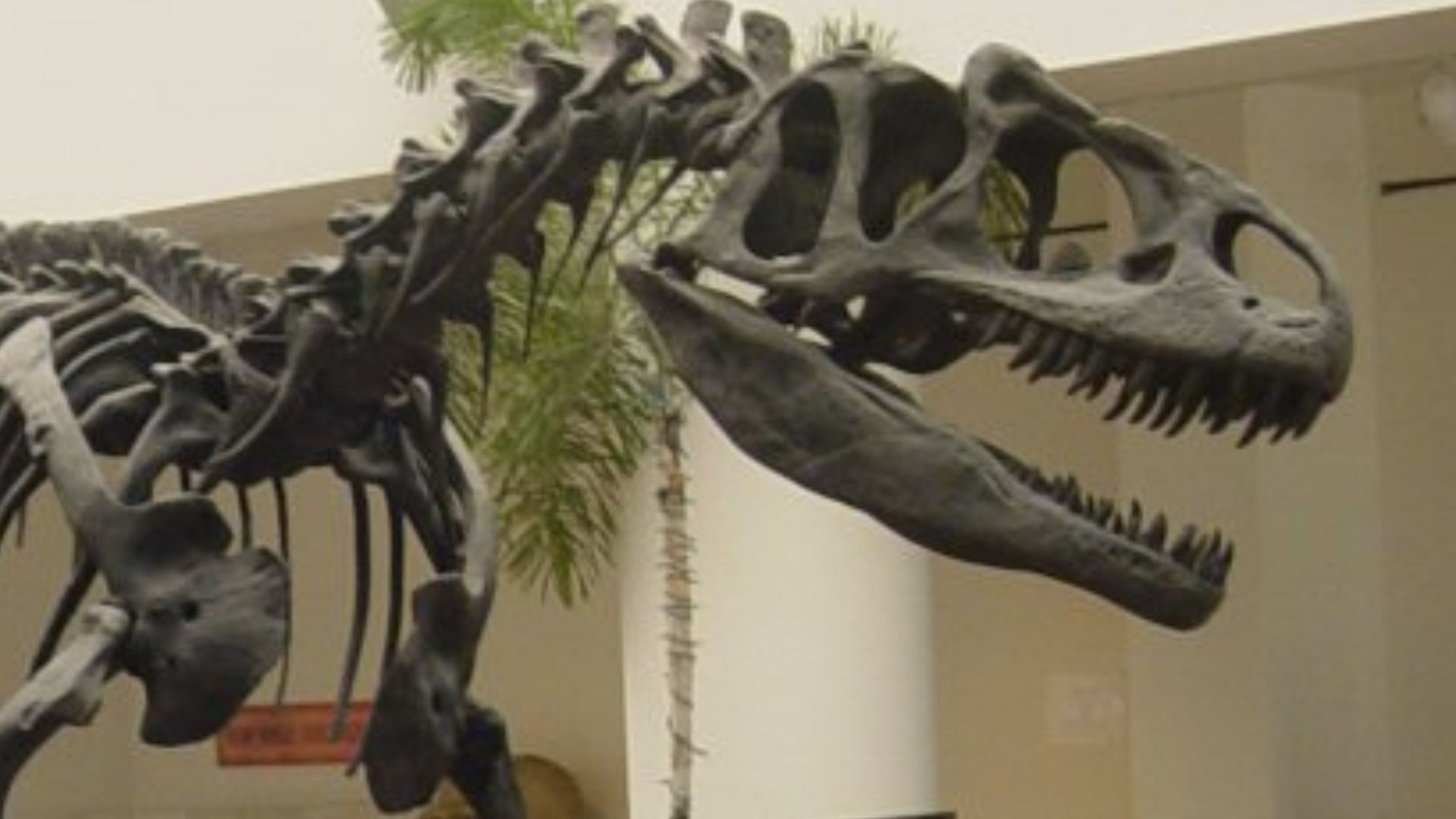 15. Allosaurus