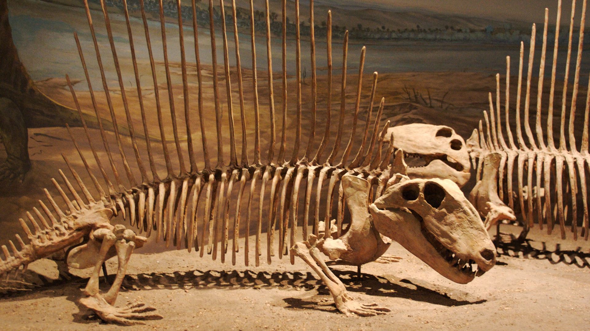 4. Le dimétrodon était plus proche des humains que des dinosaures