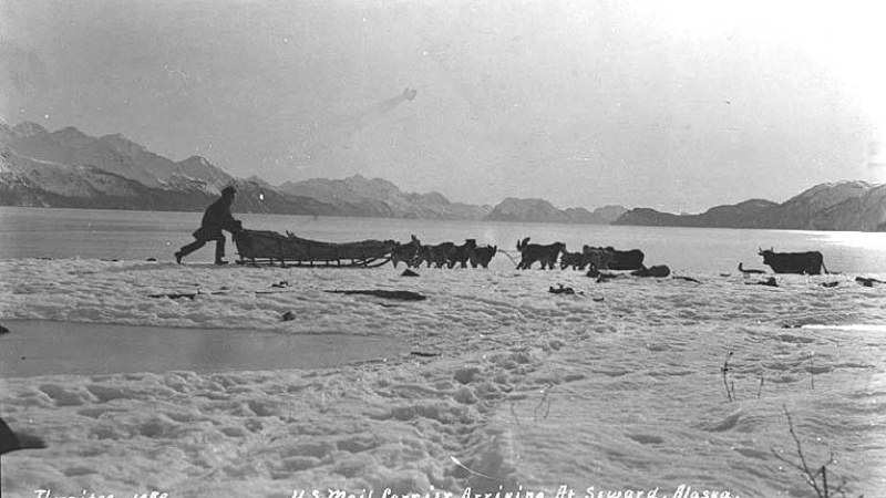 20. Les attelages de chiens de traîneau constituaient le seul service postal hivernal en Alaska